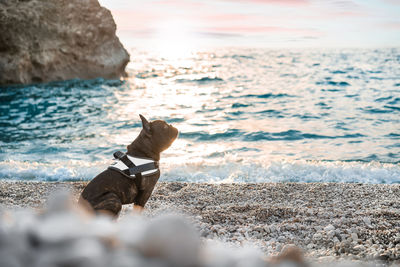 Dogs running at beach