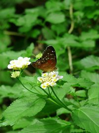 Close-up of butterfly on flower