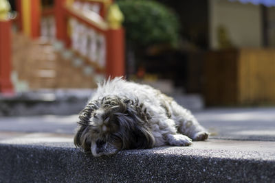 Portrait of dog lying down on street