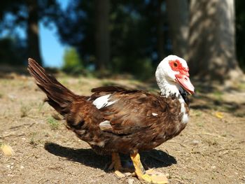 Close-up of duck