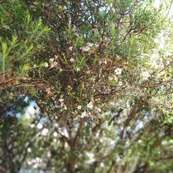 Close-up of lichen on tree