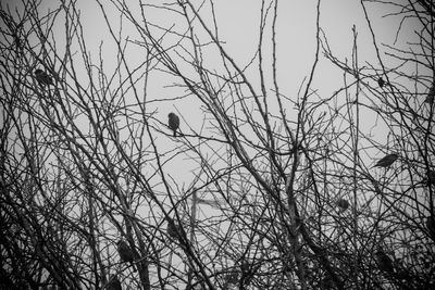 Low angle view of bare tree against sky