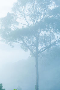 Low angle view of trees in forest against sky