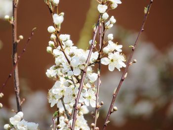 Close-up of white flowering tree