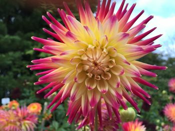 Close-up of pink dahlia