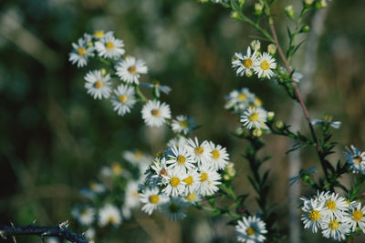 Close-up of purple flowering plants