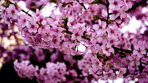 Close-up of cherry blossom tree