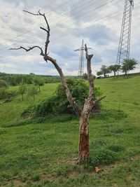 Tree on field against sky