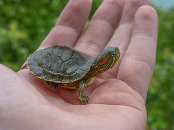 Cropped hand holding turtle