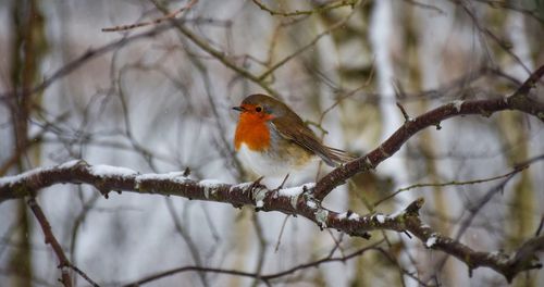 Close-up of bird perching on branch