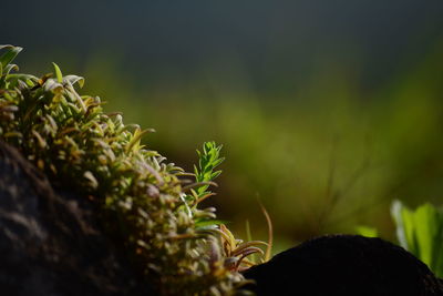 Close-up of plant