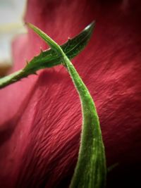 Close-up of red flower