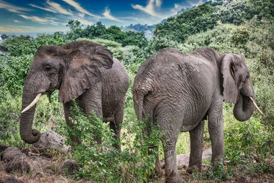 2 elephants in a field