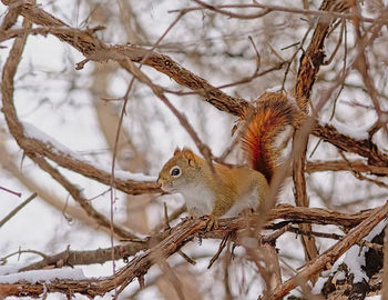 Close-up of squirrel on snow covered tree