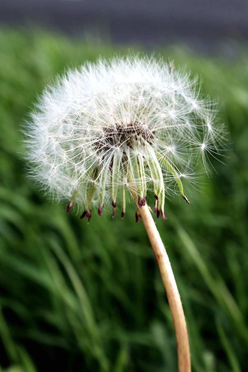 CLOSE-UP OF DANDELION FLOWER