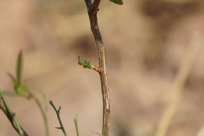 Close-up of a plant