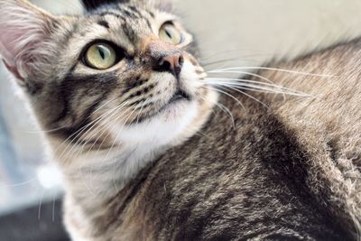 Close-up portrait of cat