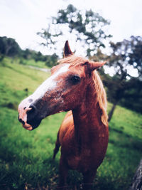 Close-up of a horse on field