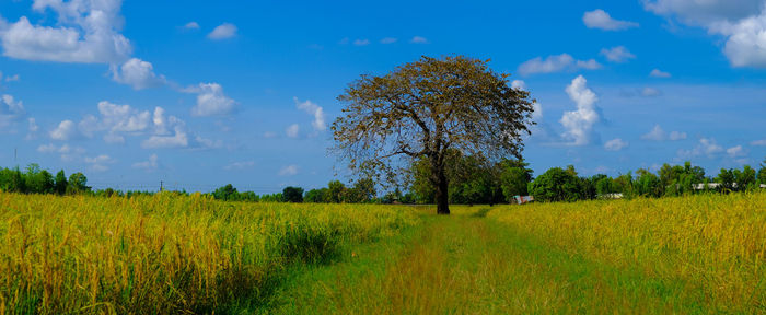 Scenic view of agricultural field against sky