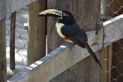 Close-up of bird perching on wood
