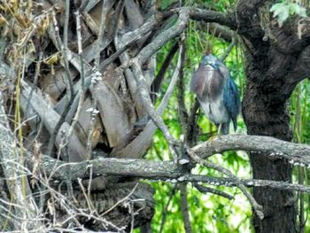 Bird perching on tree trunk
