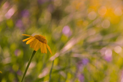 Close-up of yellow flowering plant on field