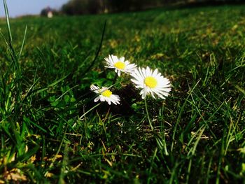 Close-up of white flowers blooming on field