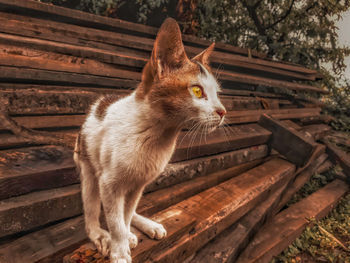 Close-up of a cat looking away