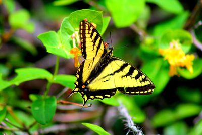 Close-up of butterfly pollinating on flower