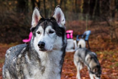 Portrait of dog