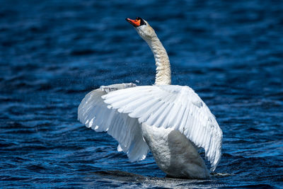 Swan in a lake