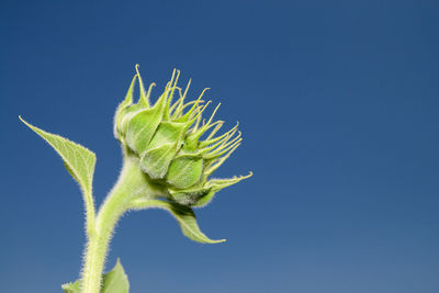 Close-up of plant against clear blue sky