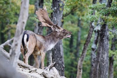 Deer standing on tree trunk in forest