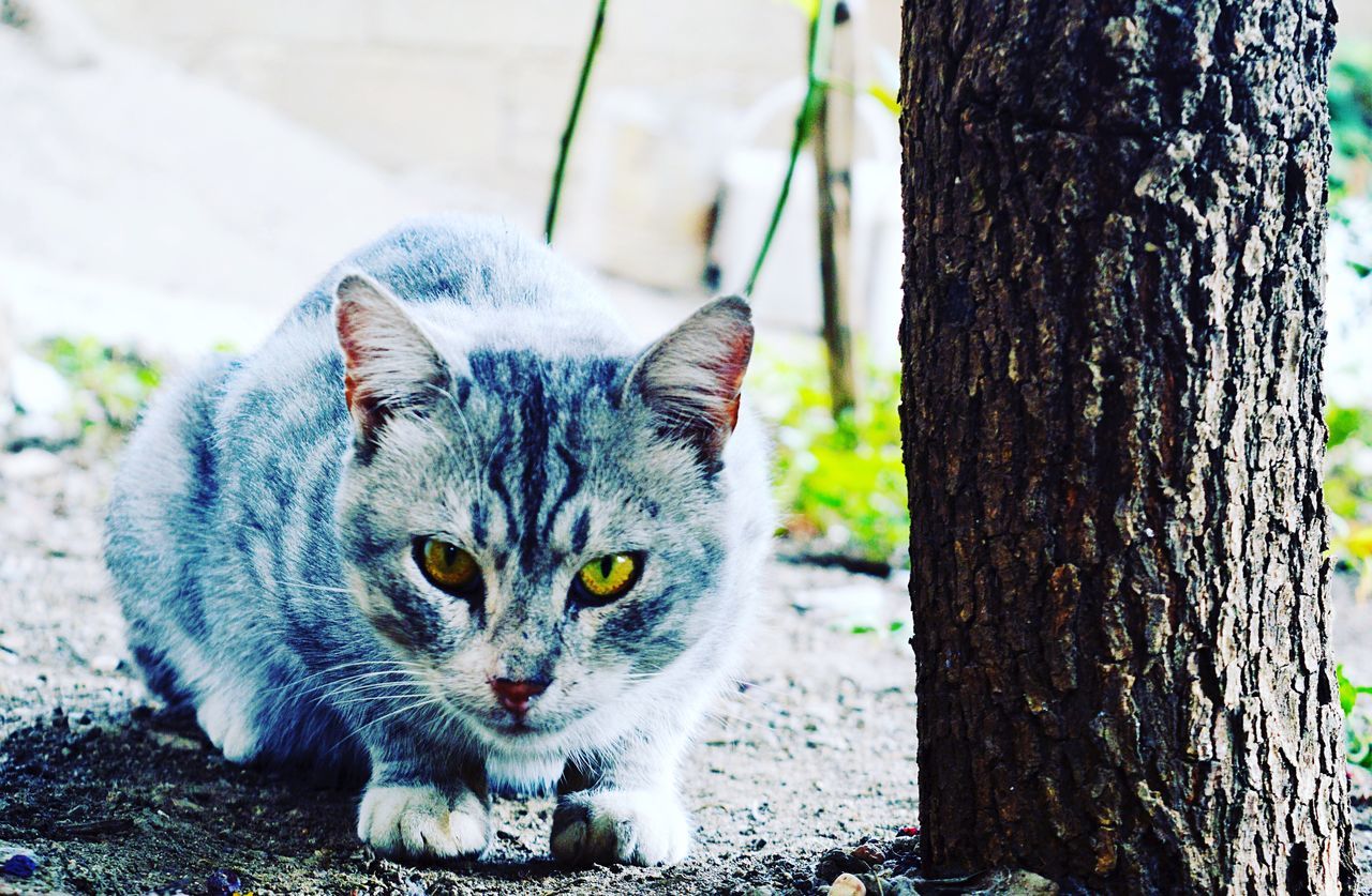 one animal, tree trunk, animal themes, domestic animals, pets, domestic cat, mammal, tree, cat, looking at camera, whisker, animal head, focus on foreground, feline, outdoors, zoology