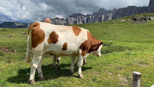 Cows standing in field