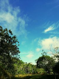 Low angle view of trees against sky