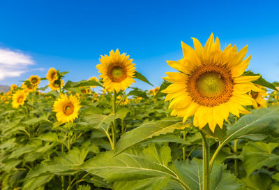 Sunflowers blooming on field against sky