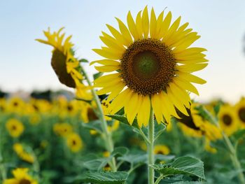 Close-up of sunflower on field against sky