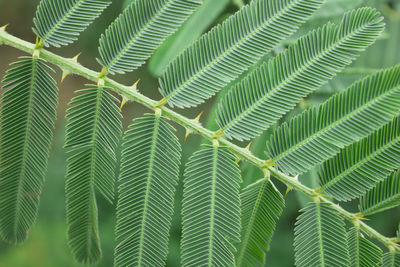 Close-up of green leaves