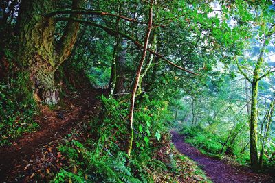 Low angle view of trees in forest