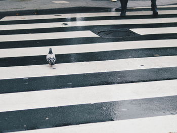 High angle view of bird perching on zebra crossing