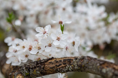 Close-up of white cherry blossoms in spring