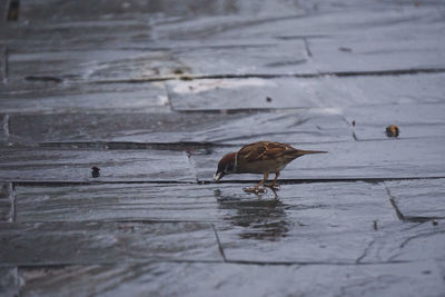 High angle view of birds on wet lake