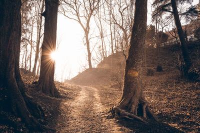 Sunlight streaming through trees in forest