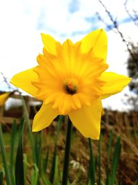 Close-up of yellow flowering plant on field