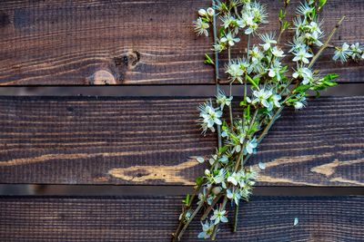 Close-up of flowering plants against wooden fence