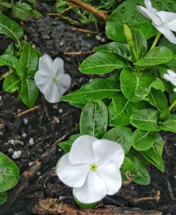 High angle view of white flower blooming on field