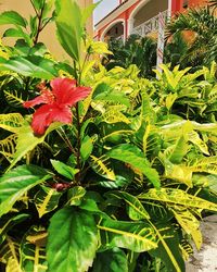 Close-up of plants