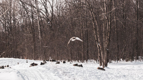 View of birds flying over snow covered land