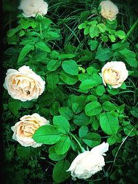 Close-up of rose